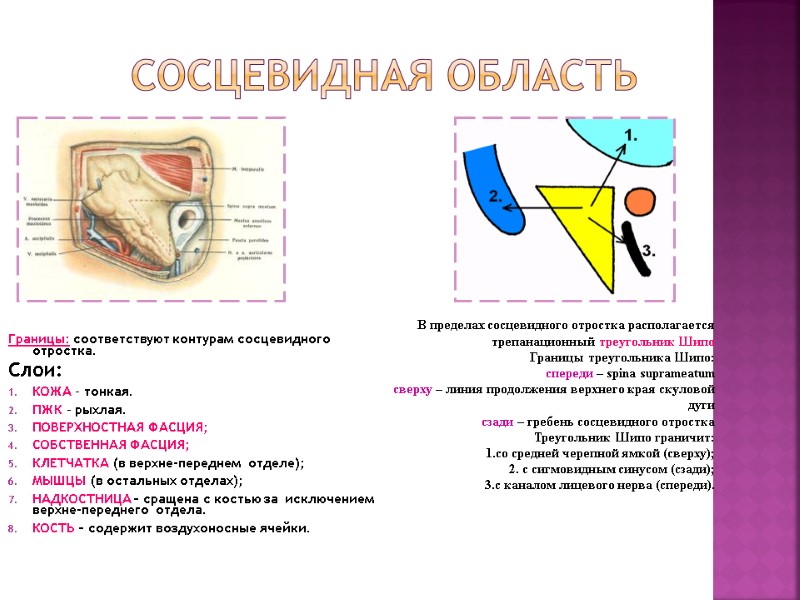 Сосцевидная область Границы: соответствуют контурам сосцевидного отростка. Слои: КОЖА – тонкая. ПЖК – рыхлая. Сосцевидная область Границы: соответствуют контурам сосцевидного отростка. Слои: КОЖА – тонкая. ПЖК – рыхлая.